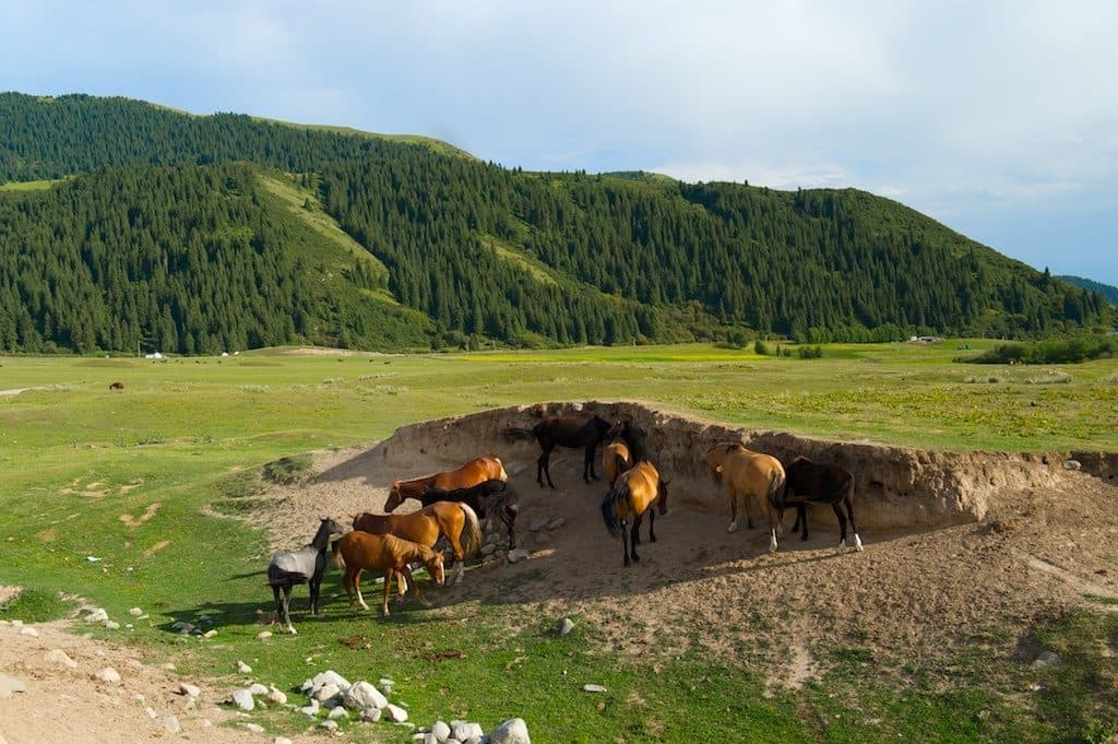Horse riding in Semenov Gorge